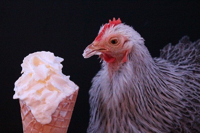 Alimenti dannosi per le galline