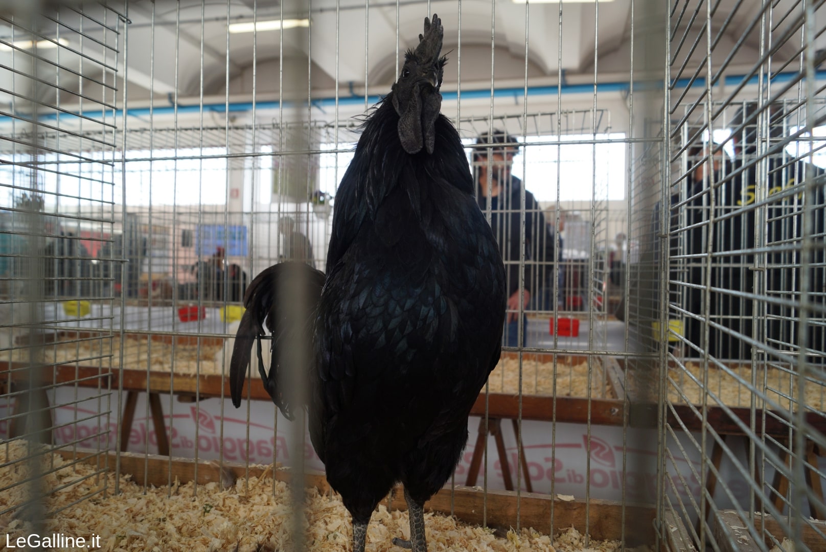 Cemani: una razza di gallina completamente nera