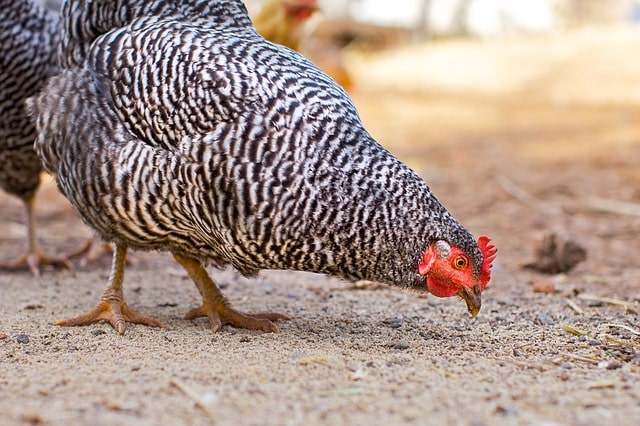 Farina fossile per galline: cosa serve e come somministrarla