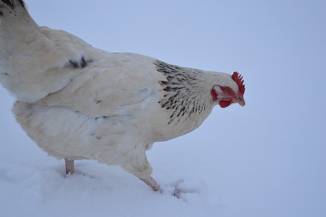 gallina nella neve
