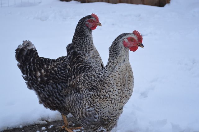galline nella neve