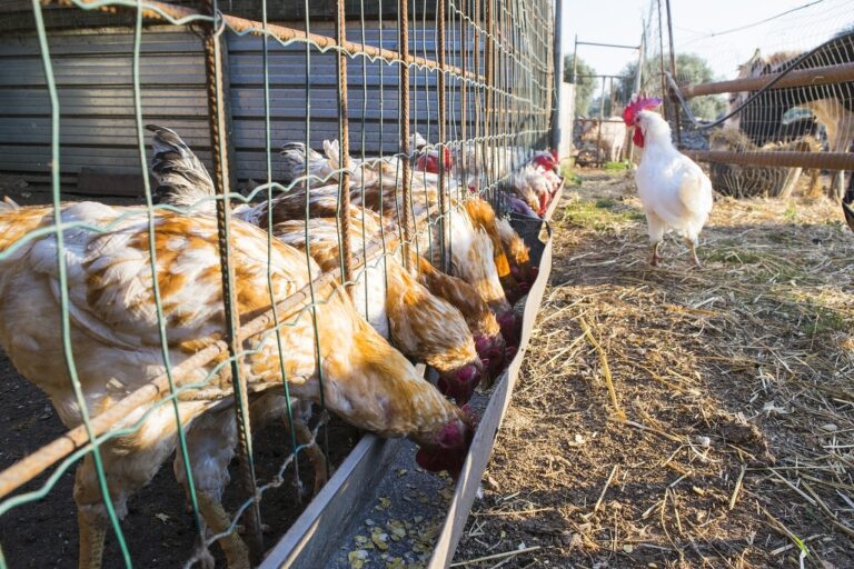 Cosa mangiano le galline LeGalline Cosa mangiano le galline LeGalline