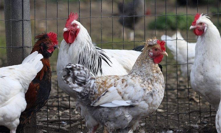 Come tenere le galline in salute