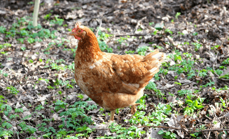 3 problemi comuni che potresti riscontrare nel pollaio
