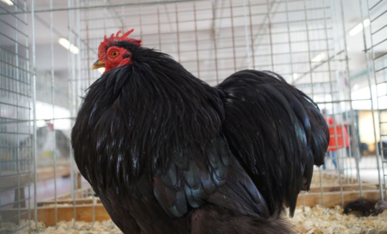 gallo di concincina, colorazione nera