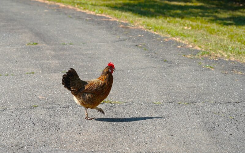 Galline che razzolano vicino alla strada: aspetti da considerare per la sicurezza