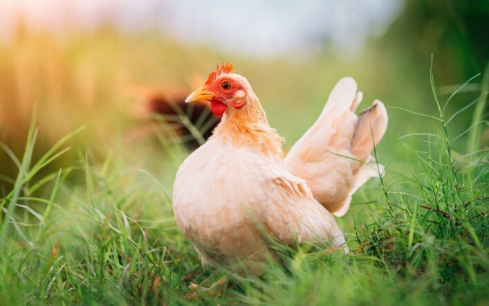 Cura del pollaio in primavera